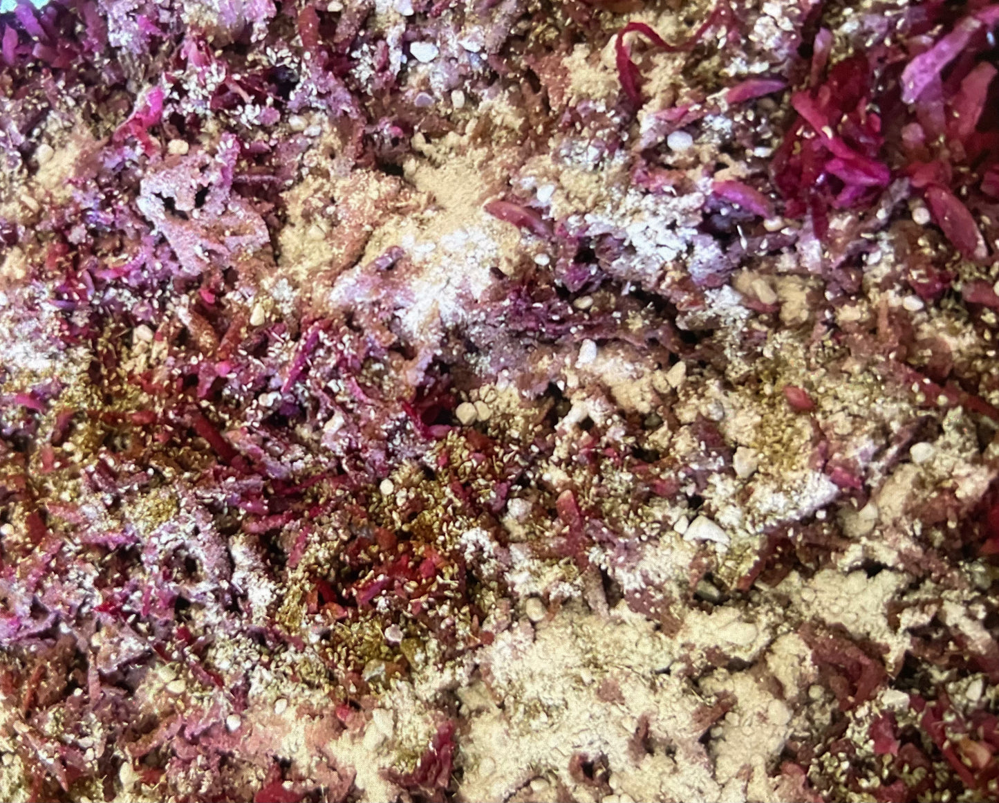 PURPLE HAZE